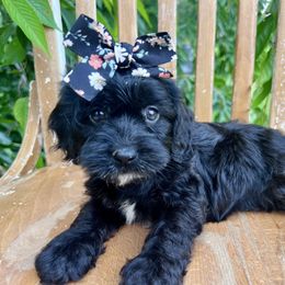 Meadow - with training - Black and white female Cockapoo puppy in Boonville, North Carolina from Doods & Dolls