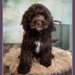 Marcus - Brown male Cockapoo puppy in Connersville, Indiana from Deaz Doodle Ranch