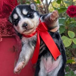 Rose - Black and white female Siberian Husky puppy in Sherwood, Oregon from Whiskey River Siberians