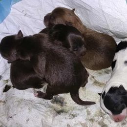 Pomeranian puppies from K&A Shetlands Sheepdog's and Pomeranian's