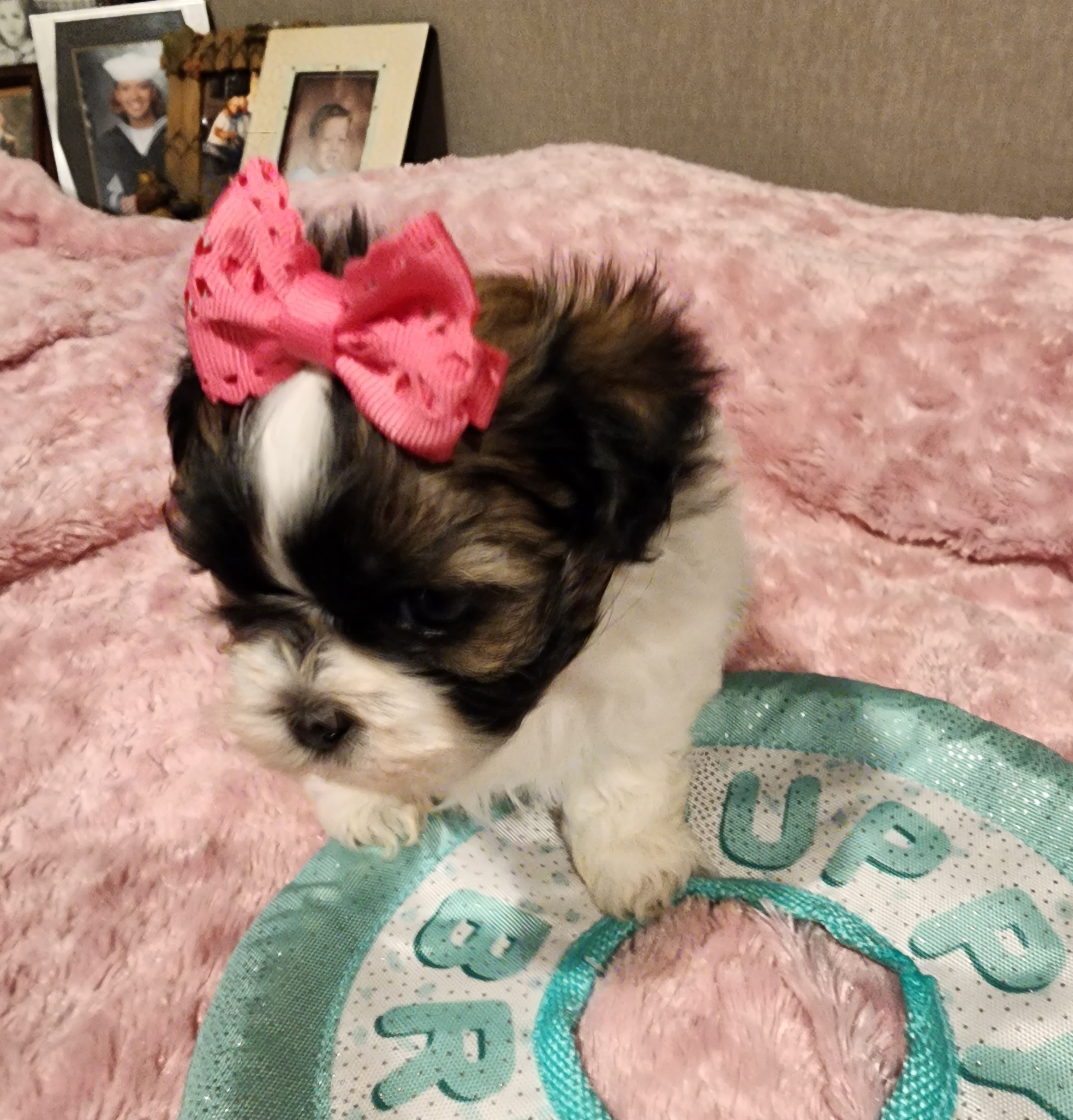 Shih Tzu Puppies from Grandma Ts Precious Puppies
