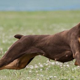 Doberman Pinschers from Vom Baecher Doberman