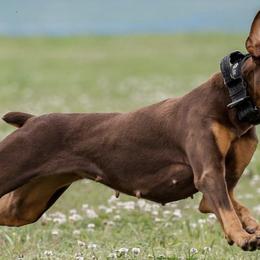 Doberman Pinschers from Vom Baecher Doberman