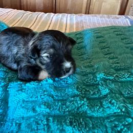 Mickey Mouse - Salt and pepper male Miniature Schnauzer puppy in Elk Grove, California from Meuser's Miniature Schnauzers
