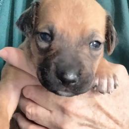 Girl 6 - Rd whtn blk nose female Rhodesian Ridgeback puppy in Alabama from Celtic Lore Ridgebacks