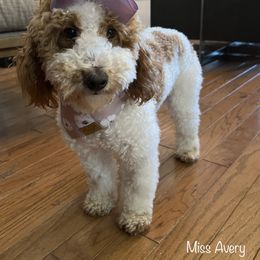 Avery - Goldendoodle