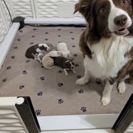 Border Collie puppies from Double4farms