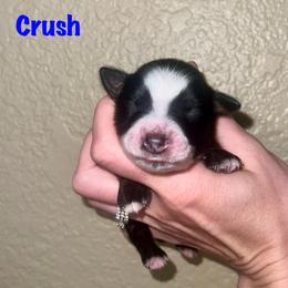 Crush - Black tri male Miniature Australian Shepherd puppy in Lincoln, California from Country Dreams Mini Aussies