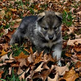 Boy3 - Agouti and white male Siberian Husky puppy in Oscoda, Michigan from Sstar