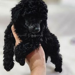 Nyx now Wednesday - Black female Poodle puppy in Coolidge, Arizona from Effervescent-Pooches