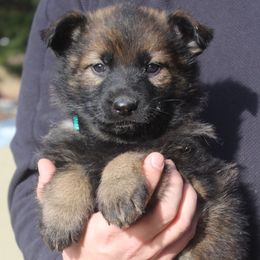 Girl 1 - female German Shepherd puppy in Washington from Von Zobel Haus Kennels