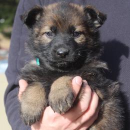 Girl 1 - female German Shepherd puppy in Washington from Von Zobel Haus Kennels