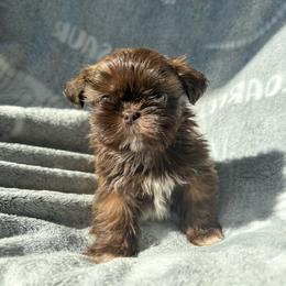 Lose - Tricolor female Shih Tzu puppy in Las Vegas, Nevada from Vegas Shih Tzus