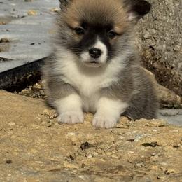 Bashful - Red male Pembroke Welsh Corgi puppy in Stephenville, Texas from Rising JM Pembrokes