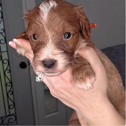 Banks - Red  male Goldendoodle puppy in Palestine, Texas from KK's Doodle Bunch