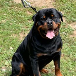 Gio - Rottweiler