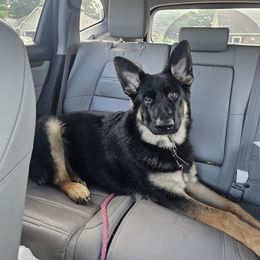Baron - Black and tan German Shepherd puppy in Warner Robins, Georgia from MaeBella Shepherd Kennels