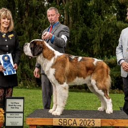 Bean - Saint Bernard