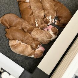 Boy 1 - Red  male Goldendoodle puppy in Orangevale, California from Ugly Dad Doodles