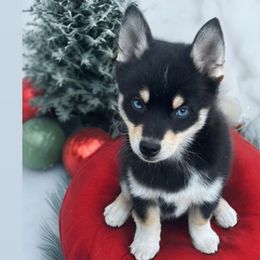 Little Dipper - Pomsky puppy from Lunar Pomskies