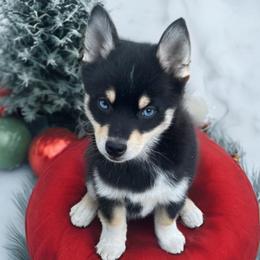 Little Dipper - Pomsky puppy from Lunar Pomskies