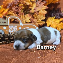 Barney - Red male Dachshund puppy in Blair, Oklahoma from North Fork Doxies-Okla