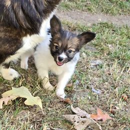 Merlot - Red white and sable male Papillon puppy in Hollister, Missouri from Swan Creek Kennel