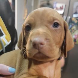 Vizslas from Clay's Vizsla