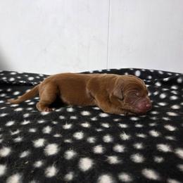 Fox Red Boy 3 - Yellow male Labrador Retriever puppy in Williamsburg, Pennsylvania from River View Labradors