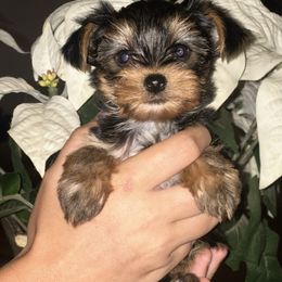 Baby boy 2 - Black and tan male Yorkshire Terrier puppy in Loganville, Georgia from The Doggy Empire