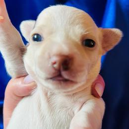 Ace - Cream and white male Chihuahua puppy in Framingham, Massachusetts from Boston Chi Chis