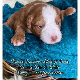 Emmy - female Australian Mountain Doodle puppy in Port Orchard, Washington from Yukon Harbor Doodles
