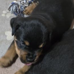 Mr. Green Collar - Black and mahogany male Rottweiler puppy in Clarksburg, West Virginia from Vom Peiffley Rottweilers, LLC