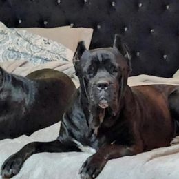Luna - Cane Corso
