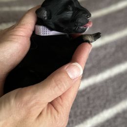 Miniature Schnauzer Puppies from Adrienne Exum