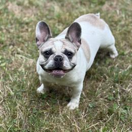 French Bulldog Puppies from Kismet French Bulldogs