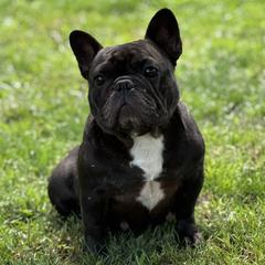 Flo - French Bulldog