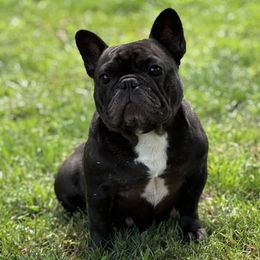 Flo - French Bulldog
