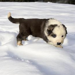Panda Female - Panda female German Shepherd puppy in Tafton, Pennsylvania from Pocono GSD