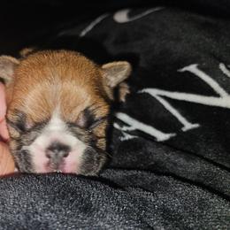 Jackie - Fawn and white female French Bulldog puppy in Monterey, Louisiana from McaysKennels