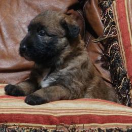 Ms. Pearl - Fawn sable female Belgian Laekenois puppy in Ball Ground, Georgia from Coswald's Kennels