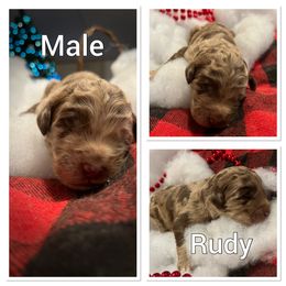 Aussiedoodle Puppies from Woodfield Doodle Farm