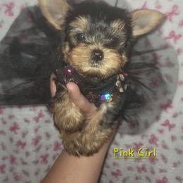 Girl 1 - Black and gold female Yorkshire Terrier puppy in Gilbert, Arizona from Yorkie Your Soulmate Puppy