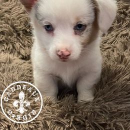 American Corgi and Pembroke Welsh Corgi Puppies from Caddeaux Corgis