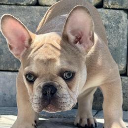Reign - Blue fawn male French Bulldog puppy in North Port, Florida from Shoreline Bulldogs