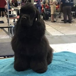 Cocker Spaniels from Ka-Sa-Ra Cockers