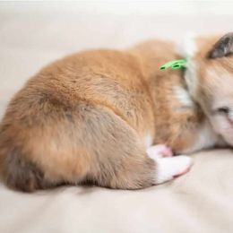 American Corgi and Pembroke Welsh Corgi Puppies from Constellation Corgi