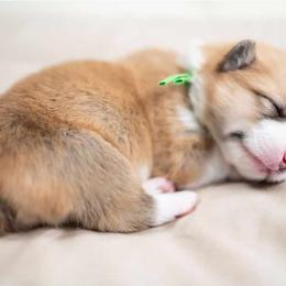 American Corgi and Pembroke Welsh Corgi Puppies from Constellation Corgi