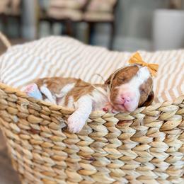 Constance - Red  female Goldendoodle puppy in Sulphur, Louisiana from Curly Q’s Of Carlyss