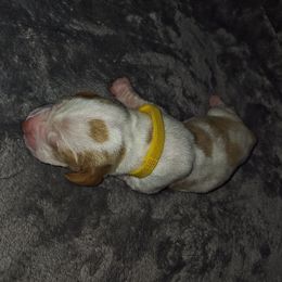 Yellow girl - Lemon and white female Basset Hound puppy in Santa Rosa, California from Redwood Coast bassetts